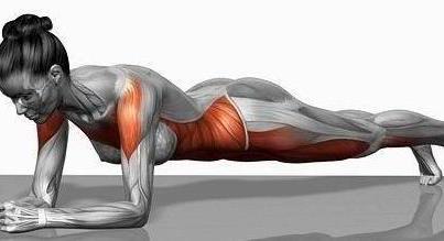 What muscles does plank work?